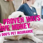 How to Save Money on Your Pet Insurance Premiums Today