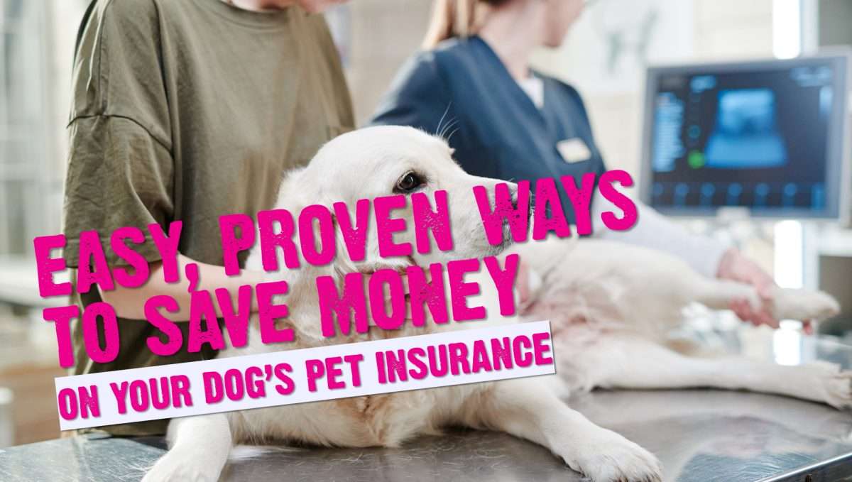 Expenses How to Save Money on Your Pet Insurance Premiums