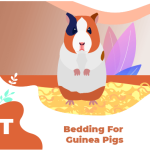 Cozy Bedding Choices for Rabbits and Guinea Pigs Delightful Comfort for Your Pets